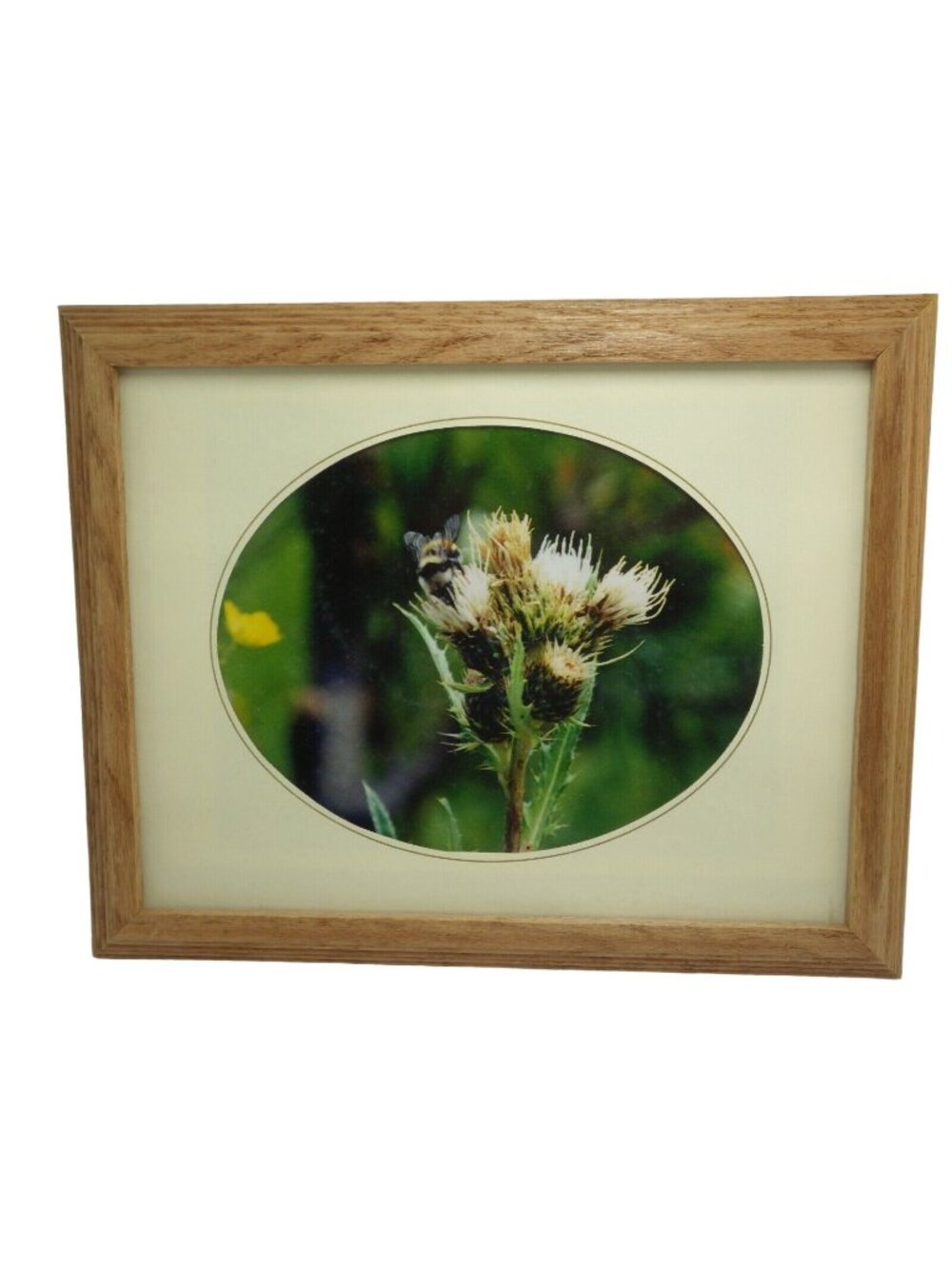 Thistle Bumble Bee Framed Photo Print Oval Matte